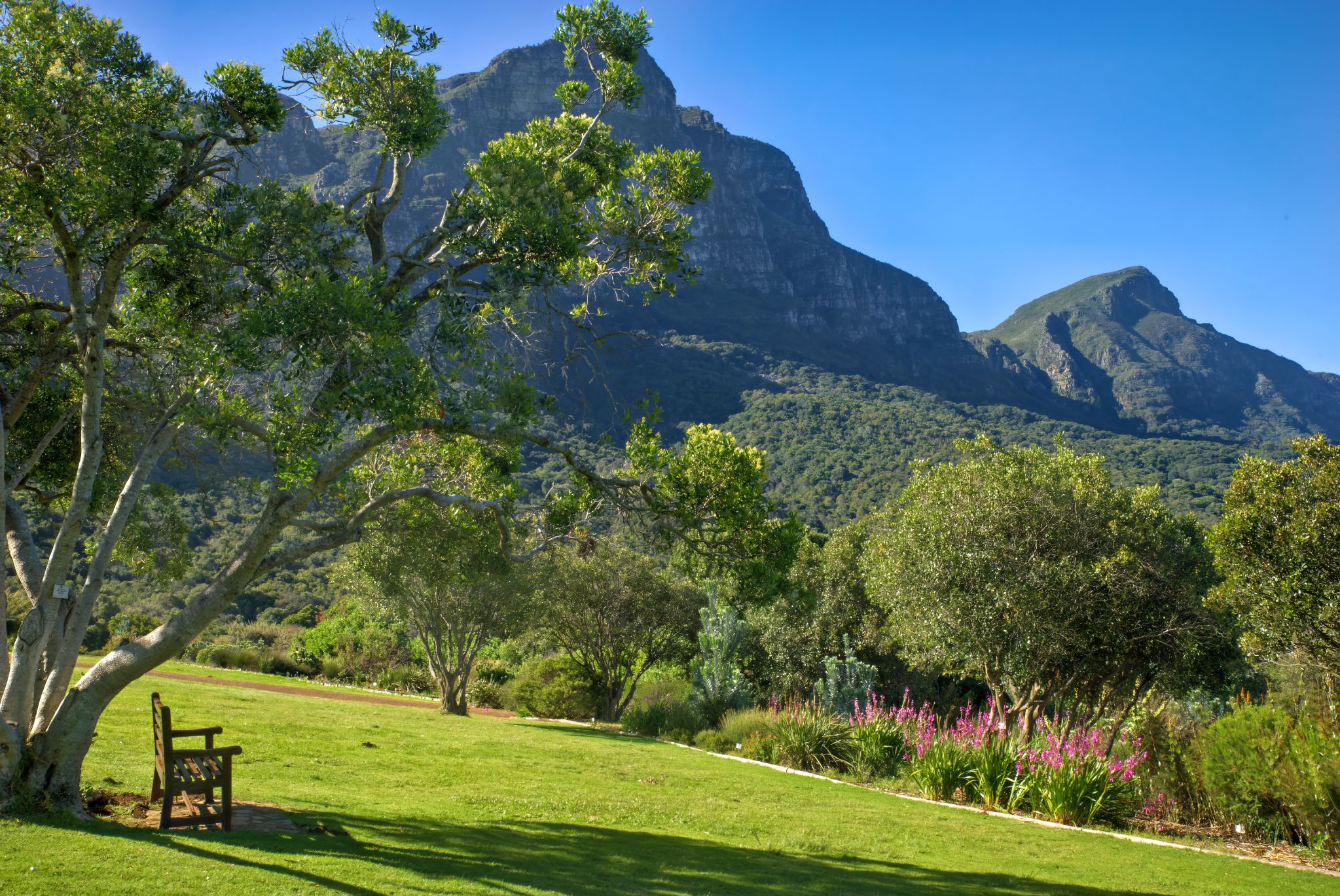 Der Botanische Garten Kirstenbosch zählt zu den schönsten botanischen Gärten der Welt und gilt als der bedeutendste Afrikas. Er wurde 1913 gegründet und war der erste botanische Garten weltweit, der sich ausschließlich der einheimischen Flora eines Landes widmete.
